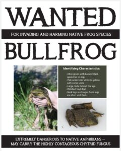 23 01 Bullfrog Poster