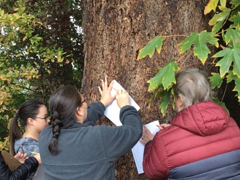 Puyallup School District Schoolyard Investigations Workshop Copy